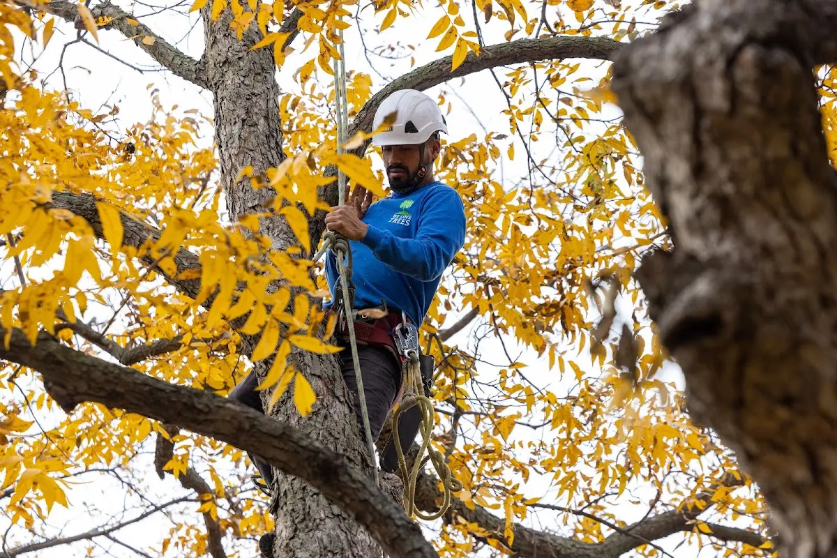 Skilled Tree Planing crew working in Jackson